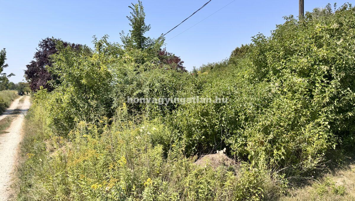 IMG_0794(2)